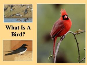 What Is A Bird What is a Bird