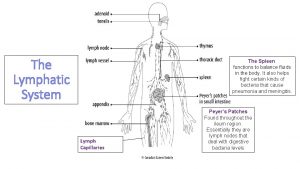 The Lymphatic System The Spleen functions to balance