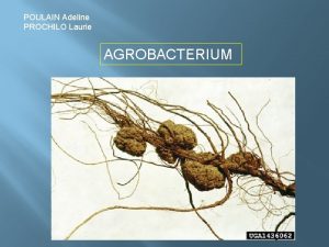 POULAIN Adeline PROCHILO Laurie AGROBACTERIUM INTRODUCTION Agrobacterium est
