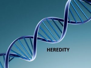 HEREDITY Early Explanations for Heredity Genes and Chromosomes