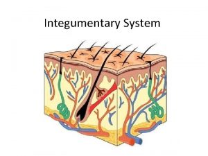 Integumentary System People who come from equatorial regions