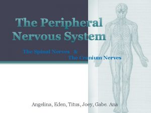 The Peripheral Nervous System The Spinal Nerves The