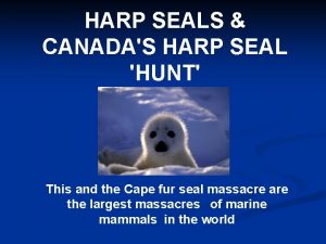 HARP SEALS CANADAS HARP SEAL HUNT This and