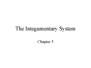 The Integumentary System Chapter 5 The Integumentary System