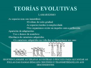 TEORAS EVOLUTIVAS LAMARKISMO As especies non son inmutbeis