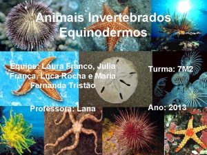 Animais Invertebrados Equinodermos Equipe Laura Franco Julia Frana