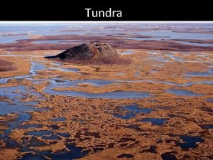 Tundra Vad r en tundra Skoglsa omrden dr