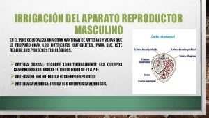 IRRIGACIN DEL APARATO REPRODUCTOR MASCULINO EN EL PENE