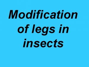 Modification of legs in insects Structure of typical