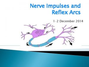 Nerve Impulses and Reflex Arcs 1 2 December