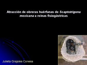 Atraccin de obreras hurfanas de Scaptotrigona mexicana a