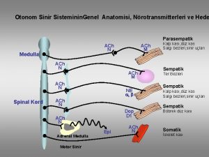 Otonom Sinir Sisteminin Genel Anatomisi Nrotransmitterleri ve Hede