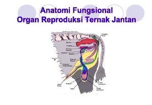 1 TESTES DAN SCROTUM 2 EPIDIDYMIS 3 DUCTUS