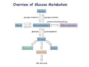 Overview of Glucose Metabolism Gluconeogenesis Gluconeogenesis the formation