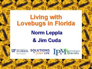 Living with Lovebugs in Florida Norm Leppla Jim