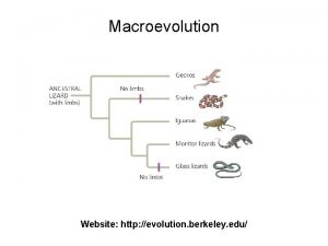 Macroevolution Website http evolution berkeley edu Through descent