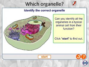 Which organelle Division of Labour and Cell types