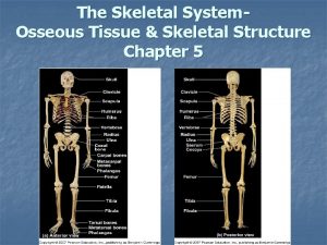 The Skeletal System Osseous Tissue Skeletal Structure Chapter