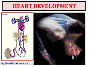 HEART DEVELOPMENT Prof Saeed Abuel Makarem Objectives By
