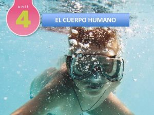 EL CUERPO HUMANO El sistema circulatorio distribuye nutrientes