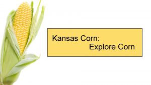 Kansas Corn Explore Corn Explore Corn Goals Introduce