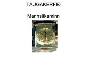 TAUGAKERFI Mannslkaminn Taugafrumur Taugakerfi er gert r taugafrumum