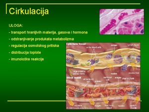 Cirkulacija ULOGA transport hranljivih materija gasova i hormona