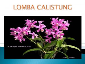 LOMBA CALISTUNG PETUNJUK PELAKSANAAN CALISTUNG Perlombaan setiap level