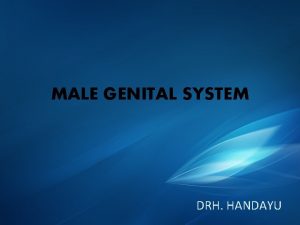 MALE GENITAL SYSTEM DRH HANDAYU EMBRIOLOGI PERKEMBANGAN Pada