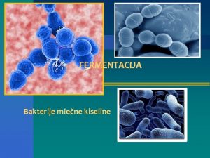 FERMENTACIJA Bakterije mlene kiseline Definicija n Starter kultura