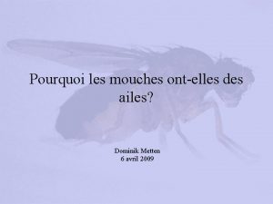 Pourquoi les mouches ontelles des ailes Dominik Metten