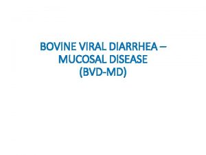 BOVINE VIRAL DIARRHEA MUCOSAL DISEASE BVDMD BVDV is