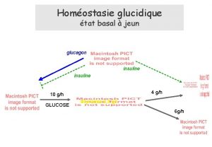 Homostasie glucidique tat basal jeun glucagon insuline 4