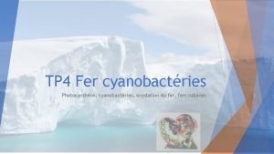 TP 4 Fer cyanobactries Photosynthse cyanobactries oxydation du