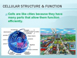 CELLULAR STRUCTURE FUNCTION Cells are like cities because