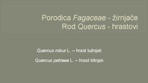 Porodica Fagaceae irnjae Rod Quercus hrastovi Quercus robur
