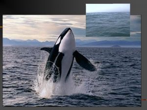 Cetaceans order Cetacea n Whales Dolphins and Porpoises