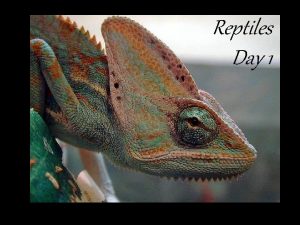Reptiles Day 1 Origin and Evolution From the