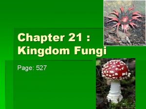 Chapter 21 Kingdom Fungi Page 527 Kingdom Fungi