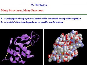 2 Proteins Many Structures Many Functions 1 A