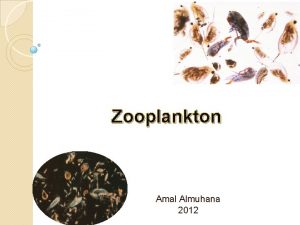 Zooplankton Amal Almuhana 2012 Introduction It is the