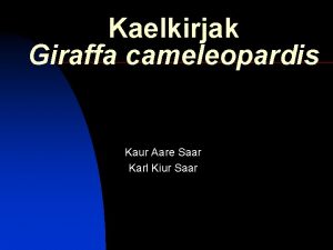 Kaelkirjak Giraffa cameleopardis Kaur Aare Saar Karl Kiur