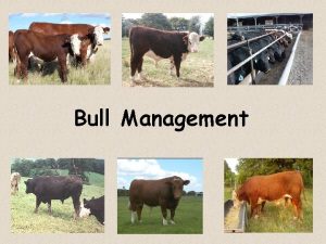 Bull Management Goals of Bull Development Program Keep