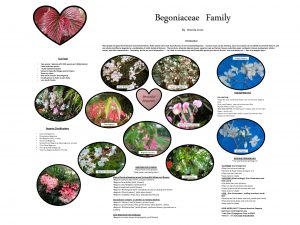 Begoniaceae Family By Brenda Lines Introduction Many people