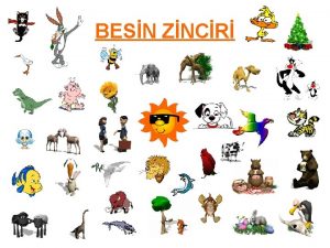 BESN ZNCR CANLILAR RETCLER TKETCLER AYRITIRICILAR BRNCL TKETCLER