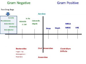 Gram Negative Gram Positive Two Drug Bugs Aerobes