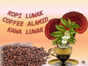 Kopi luwak kawa luwak to gatunek kawy pochodzcy