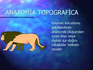 ANATOMA TOPOGRAFCA n Hayvan vcudunu ekillendiren anatomik oluumlar