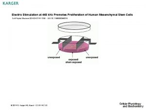 Electric Stimulation at 448 k Hz Promotes Proliferation