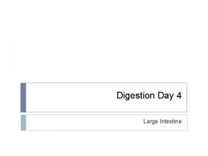 Digestion Day 4 Large Intestine Large Intestine Named